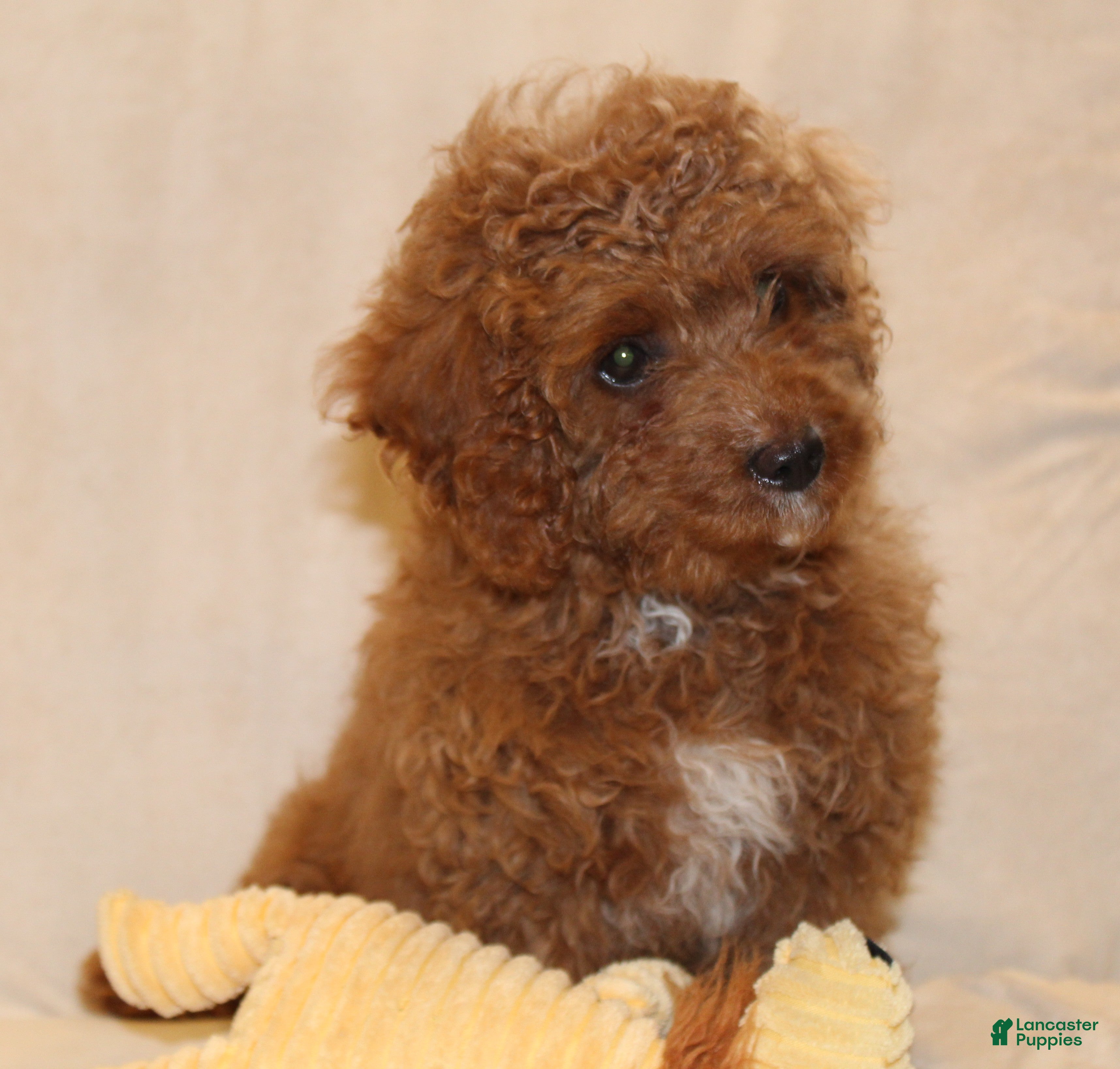Cavapoo dogs Cocoa - Ad 2