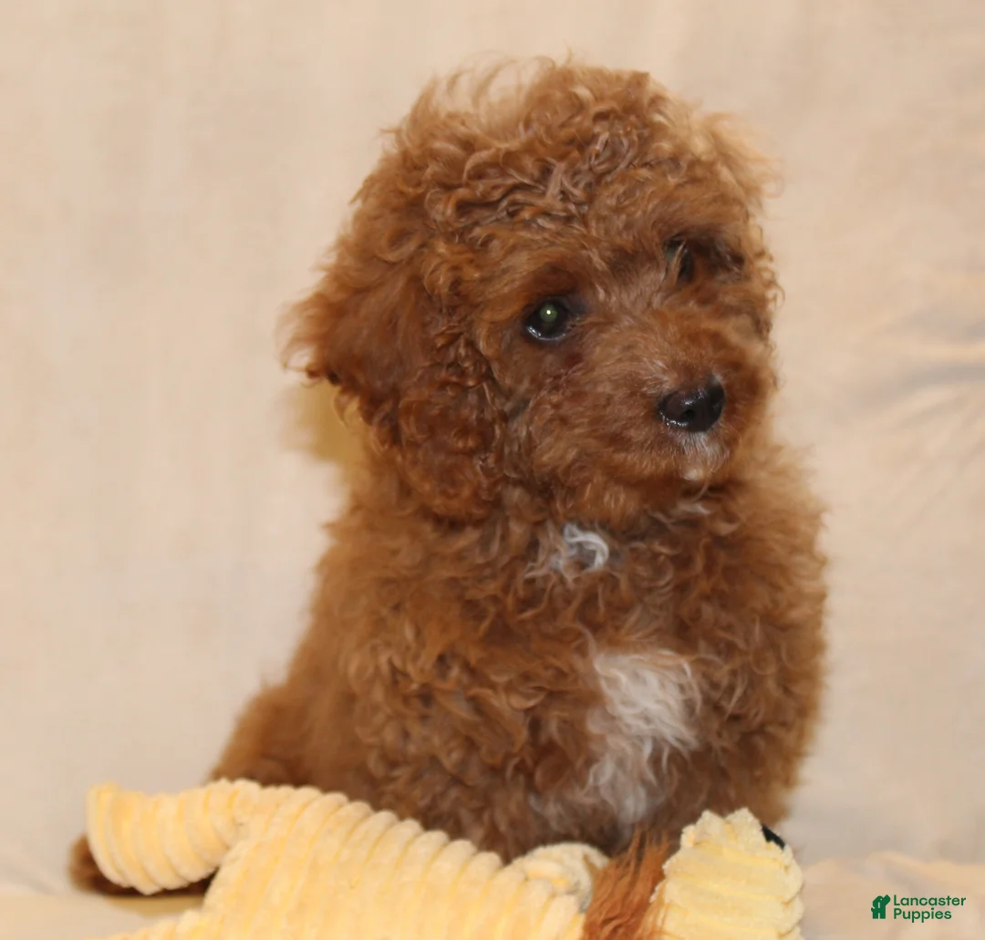 Cavapoo dogs for sale: Cocoa - Ad 2