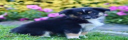 Miniature Australian Shepherd dogs for sale: Gerald - Ad 4