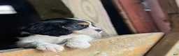 Cavalier King Charles Spaniel dogs for sale: Elsie - Ad 6