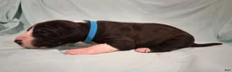 Great Dane dogs for sale: Independence - Ad 3