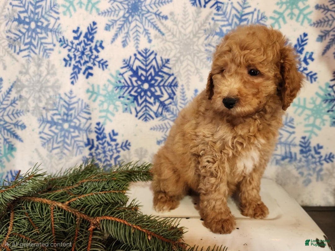 Mini Goldendoodle dogs for sale: Nash - Ad 3