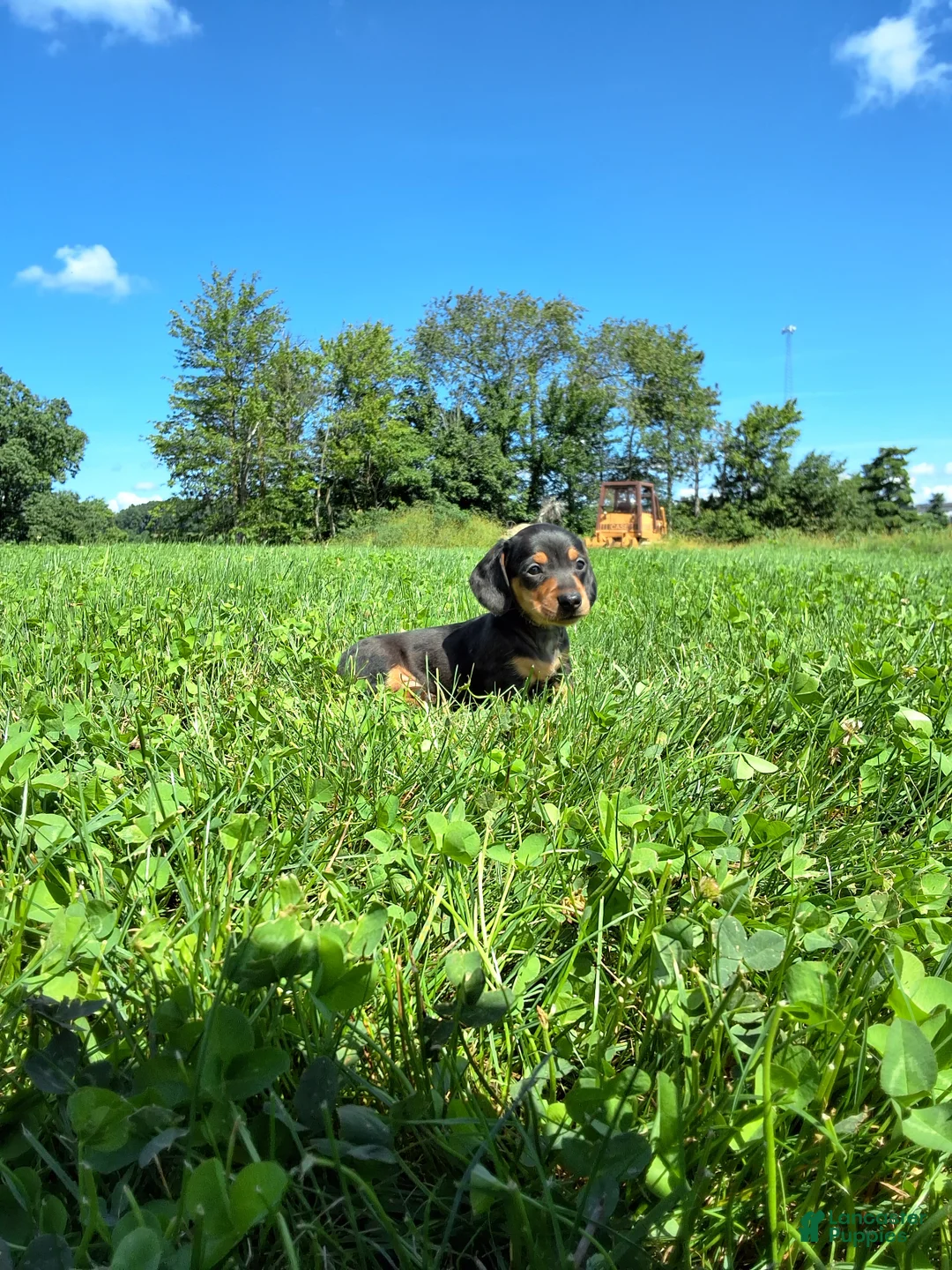 Dachshund dogs for sale: Tanner  - Ad 1