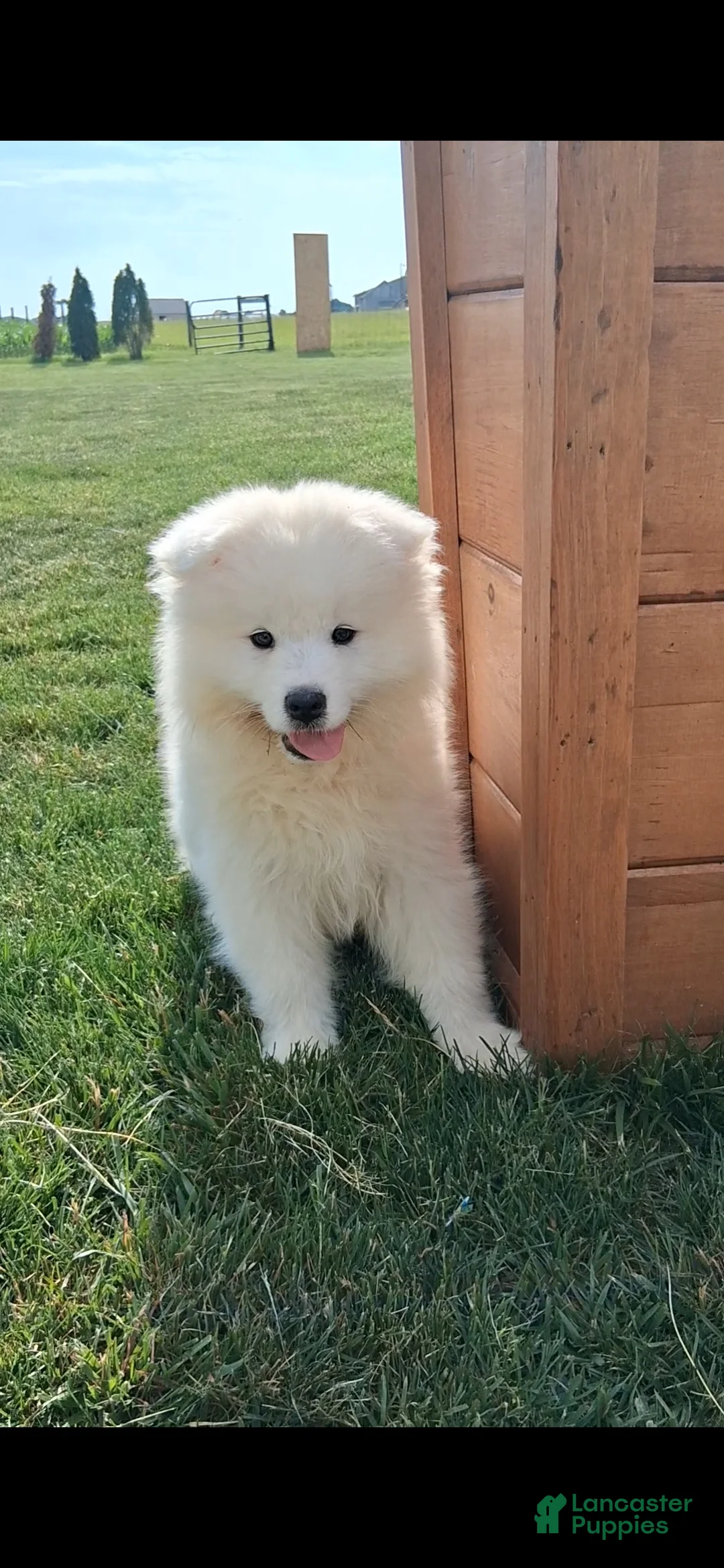Samoyed dogs for sale: Saber - Ad 3