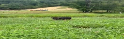 German Shepherd dogs for sale: Calaylah - Ad 6