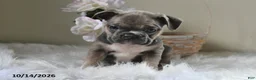 Frenchton dogs for sale: Buster - Ad 4