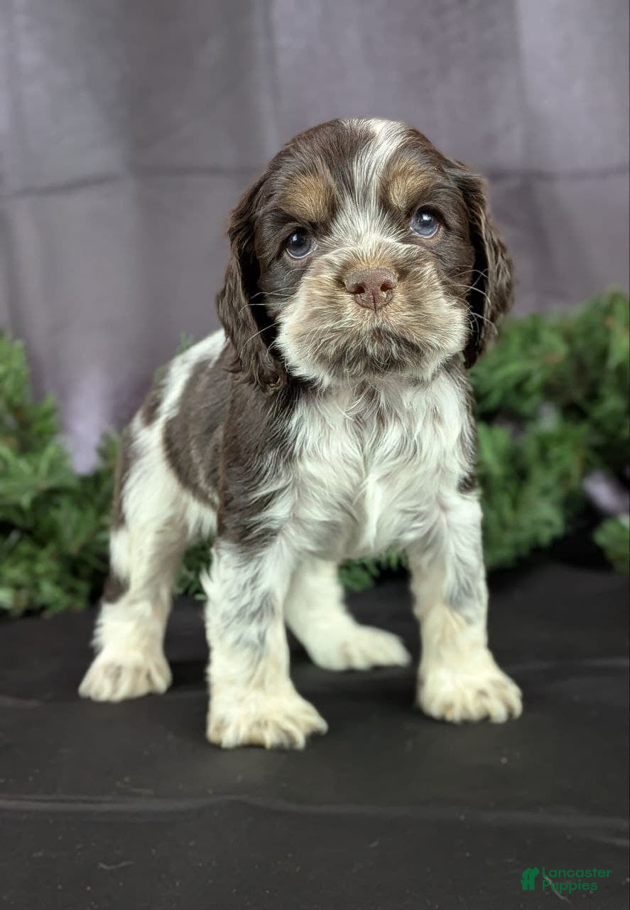 Cocker Spaniel dogs Vince - Ad 29