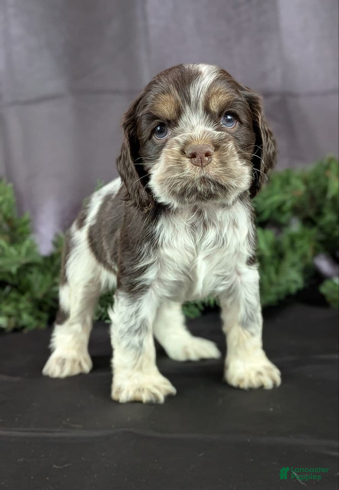 Cocker Spaniel dogs for sale: Vince - Ad 7