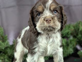 Cocker Spaniel dogs Vince - Ad 27