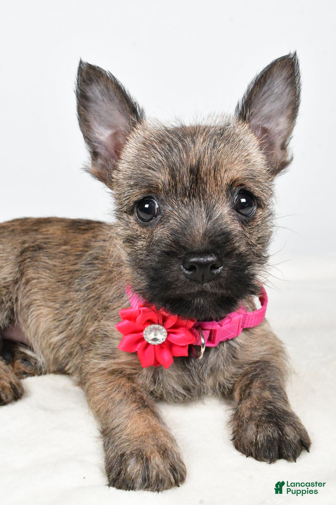 Cairn Terrier dogs for sale: Trixie - Ad 5