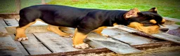 American Bully dogs for sale: American Bully Puppy 1 - Ad 32