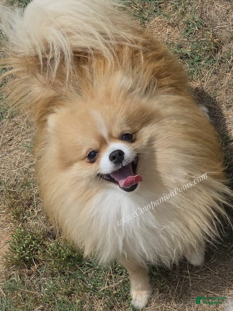 Pomeranian dogs Muffin - 1 year old Champion Sired - Ad 2