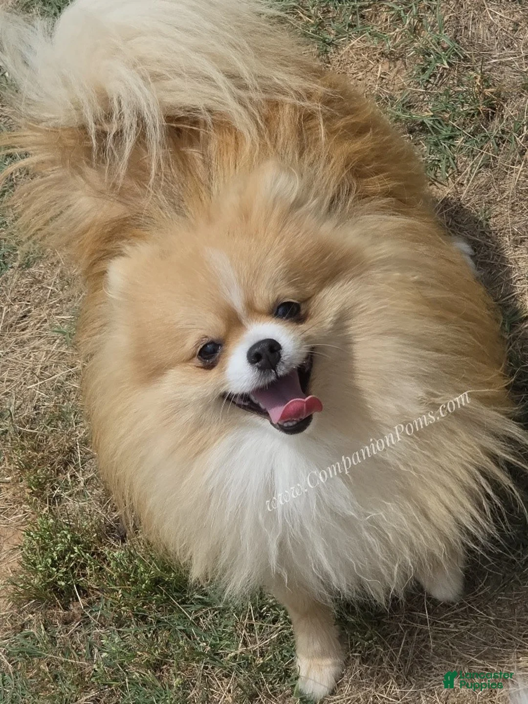 Pomeranian dogs for sale: Muffin - 1 year old Champion Sired - Ad 2