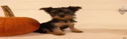 Yorkshire Terrier dogs for sale: Abby  - Ad 7