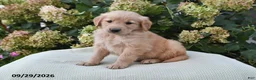 Golden Retriever dogs for sale: Tobias - Ad 2