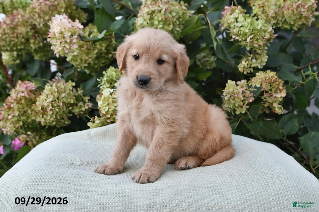 Golden Retriever dogs for sale: Tobias - Ad 2
