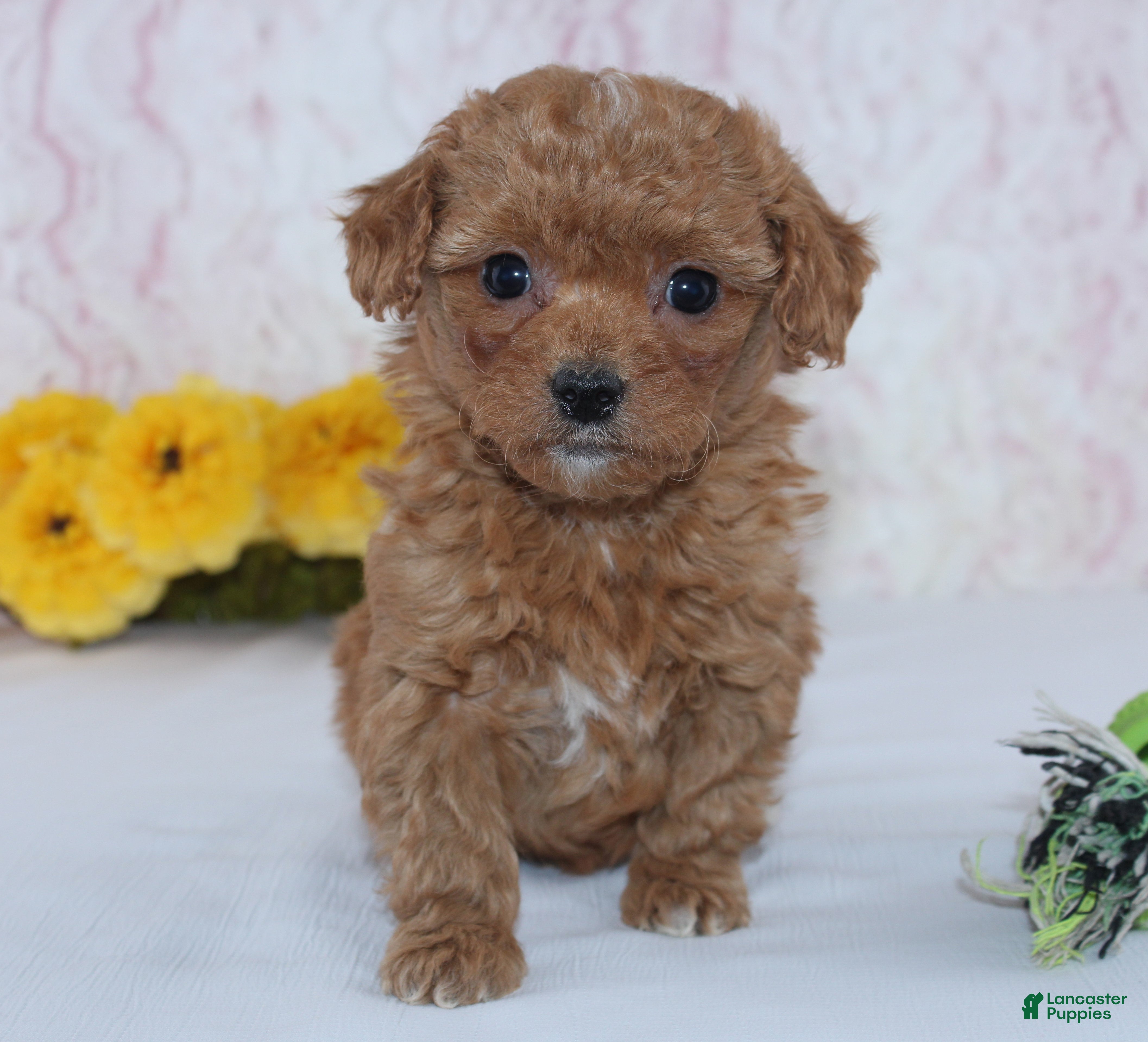 Mini Goldendoodle dogs Cade - Ad 22