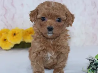 Mini Goldendoodle dogs Cade - Ad 22