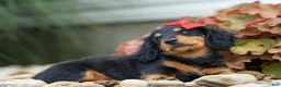 Miniature Dachshund dogs for sale: Tucker 🐶 - Ad 12
