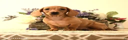 Miniature Dachshund dogs for sale: Shawn  - Ad 5