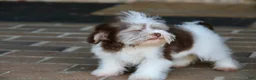 Havanese dogs for sale: Hope - Ad 23