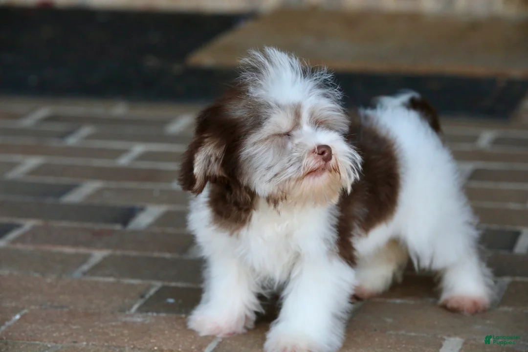 Havanese dogs for sale: Hope - Ad 23