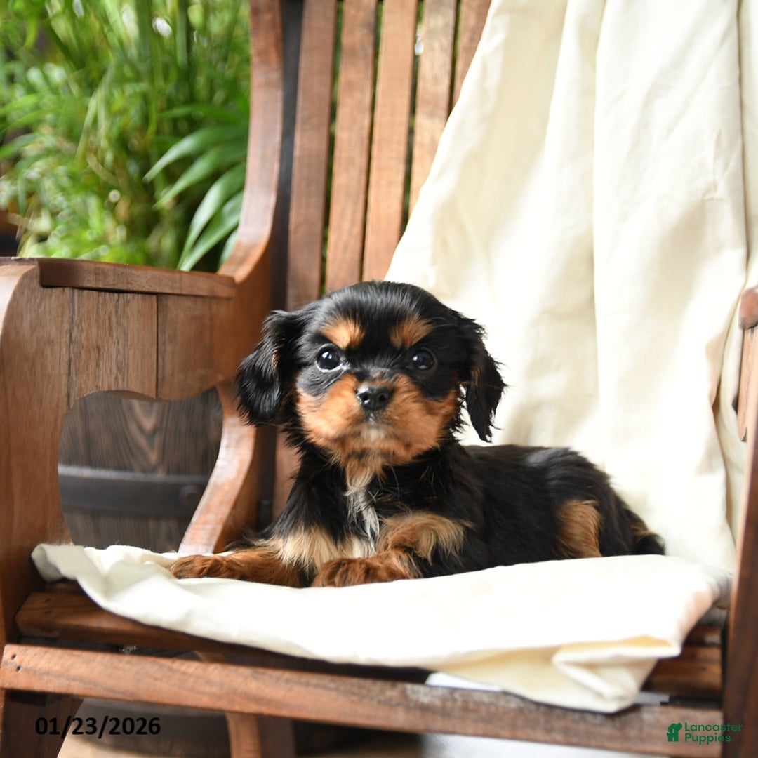 Cavalier King Charles Spaniel dogs for sale: Belle - Ad 2