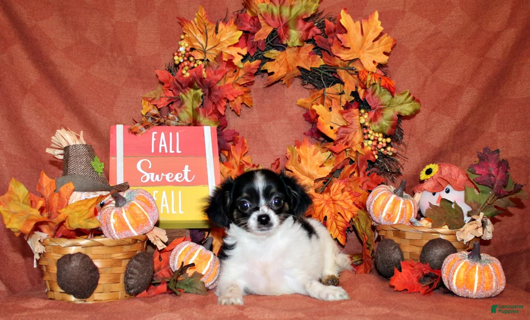 Chihuahua dogs for sale: Nevan - Ad 1