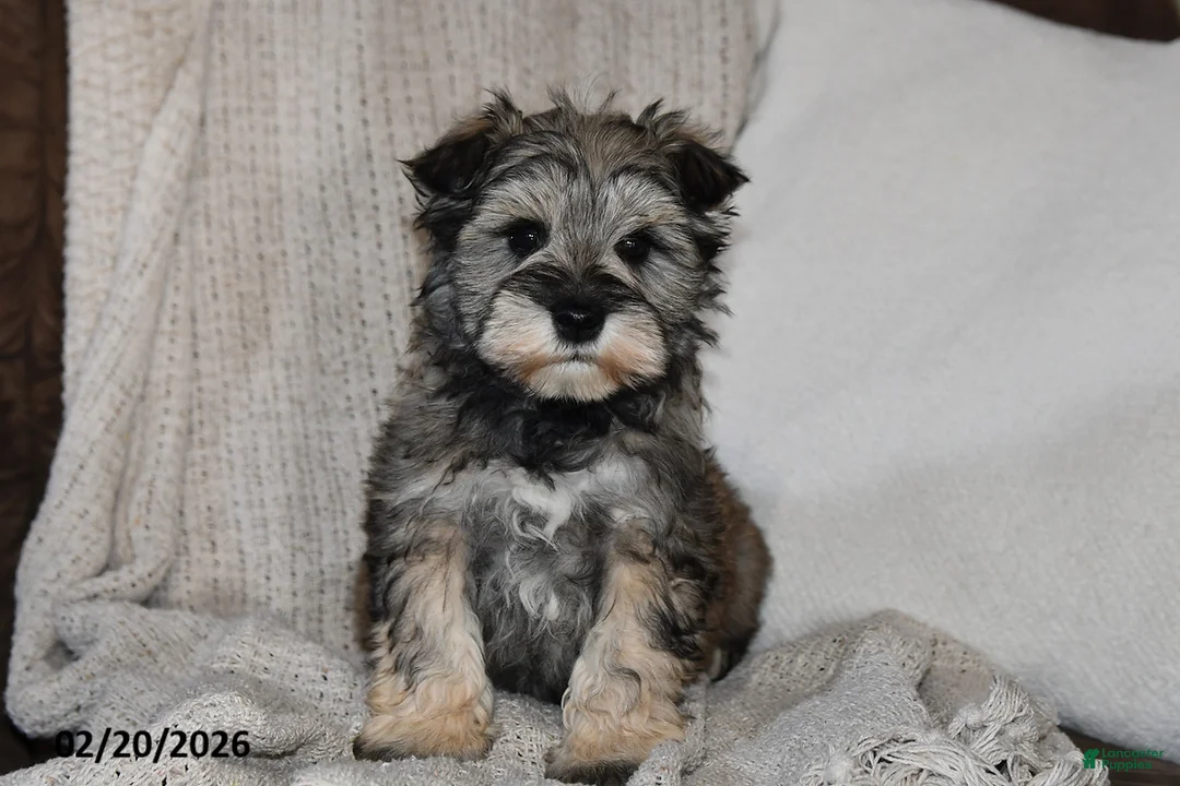 Miniature Schnauzer dogs for sale: Rover - Ad 2