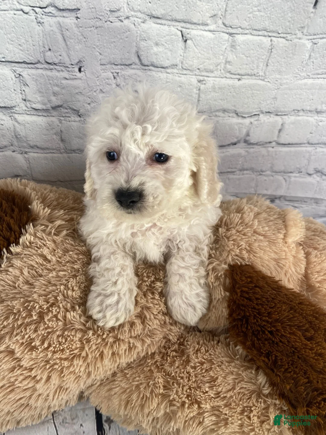 Bichon Frise dogs for sale: Cash - Ad 11