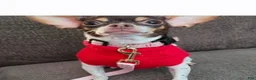 Chihuahua dogs for sale: Micro Teacup white female. Hand Delivery  - Ad 11