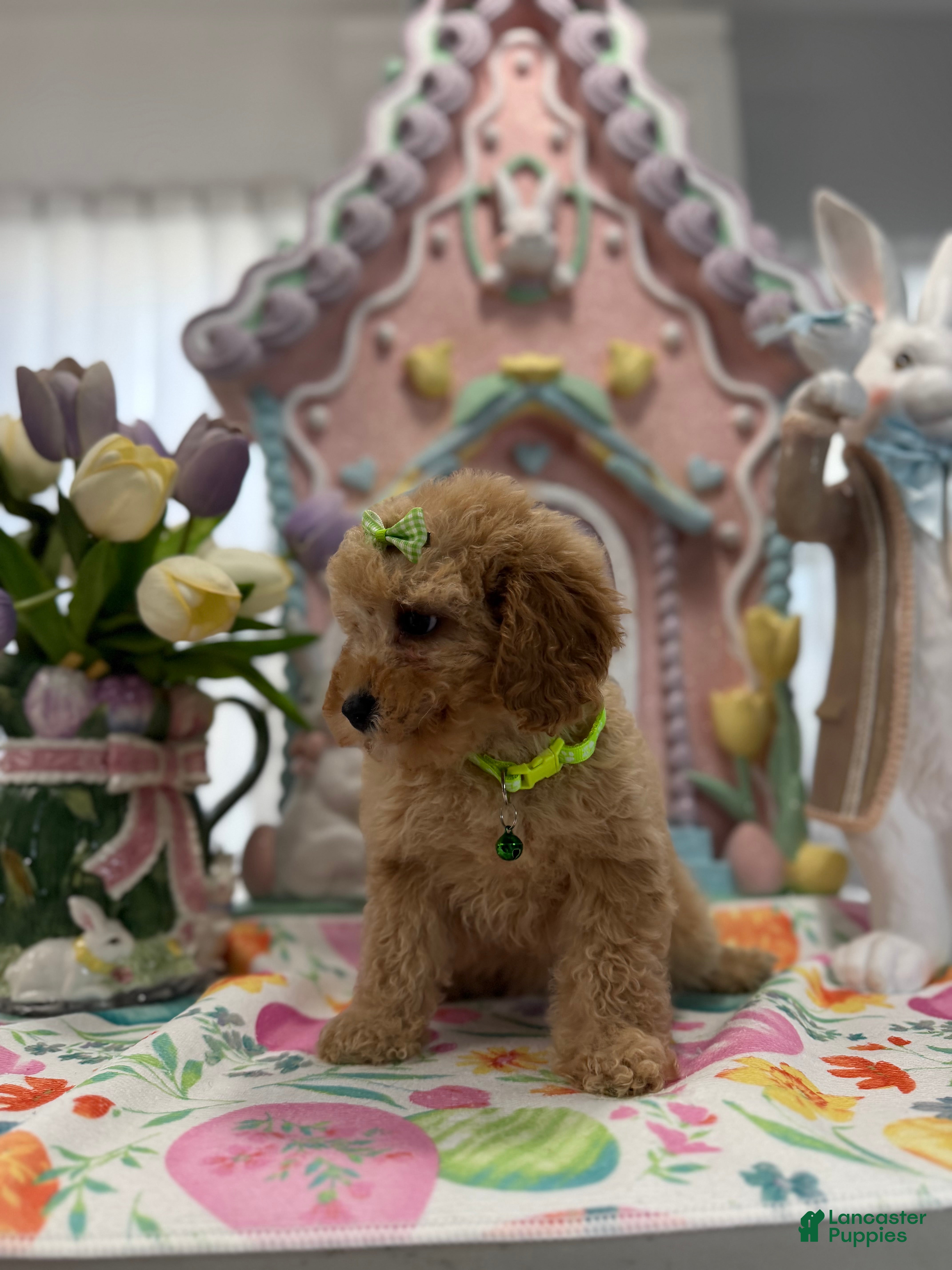 Toy Poodle dogs Hannah - Ad 27