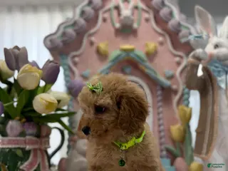 Toy Poodle dogs Hannah - Ad 27