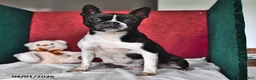 Boston Terrier dogs for sale: Judy - Ad 4