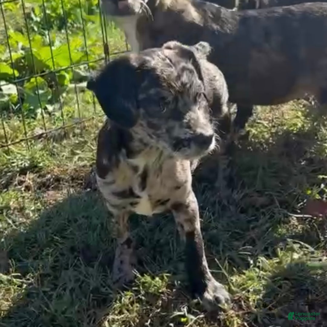 Mixed Breed dogs for sale: Rio - Ad 1