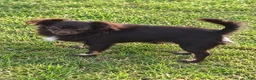Chihuahua dogs for sale: Hershey - Ad 3