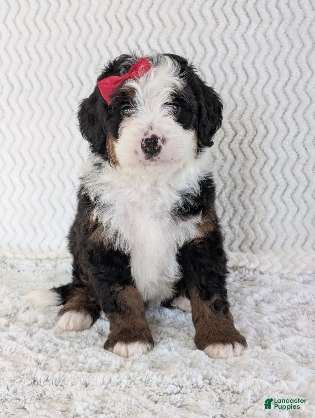Mini Bernedoodle dogs for sale: Mini Jamie  - Ad 15