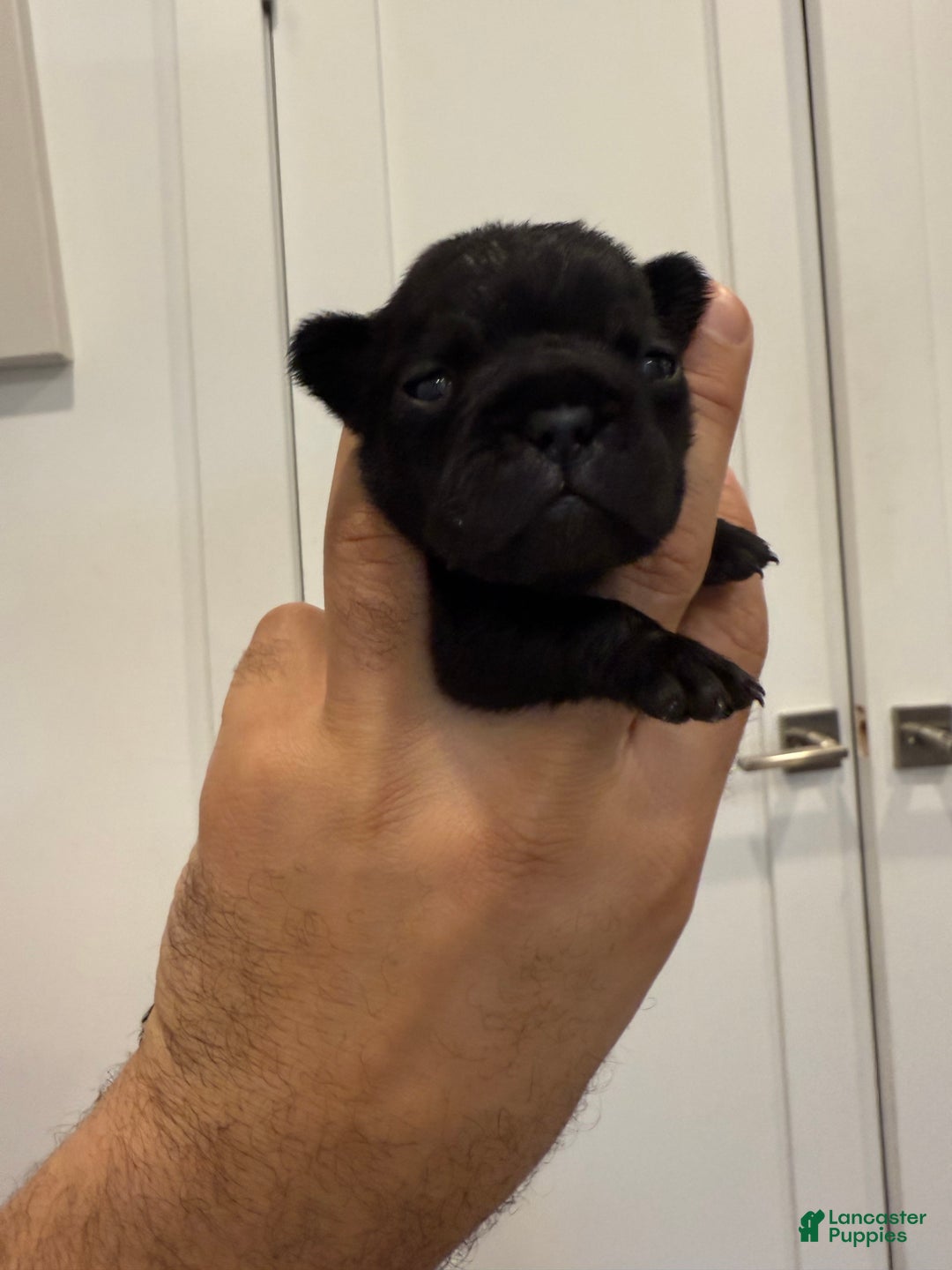 French Bulldog dogs for sale: Shadow  - Ad 3