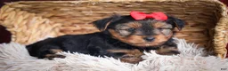 Yorkshire Terrier dogs for sale: DOC - Ad 5