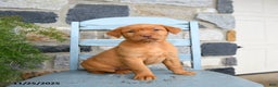 Labrador Retriever dogs for sale: Cheddar - Ad 1