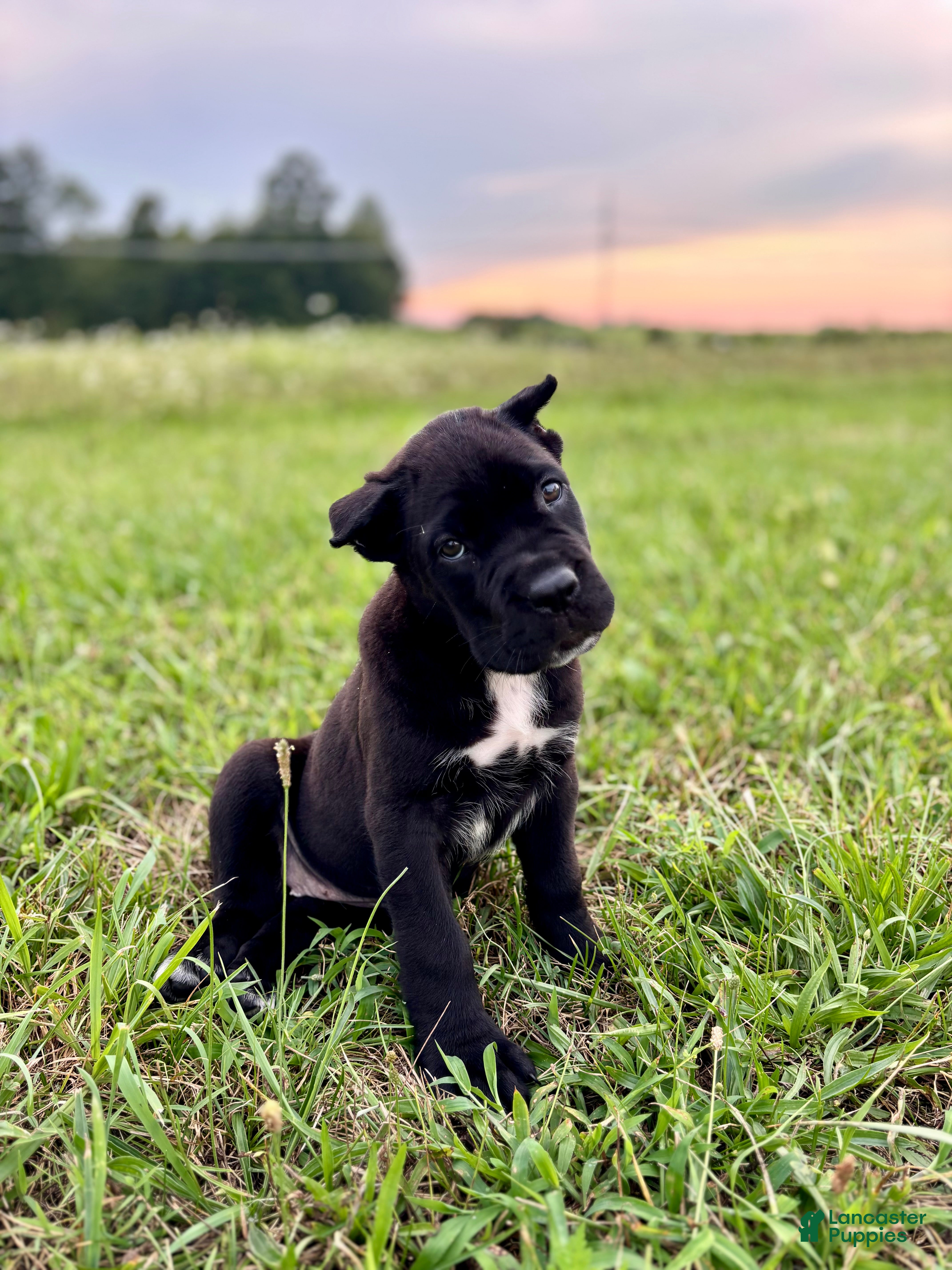 Cane Corso dogs Bear - ICCF Registered Cane Corso Italian Mastiff - Ad 2