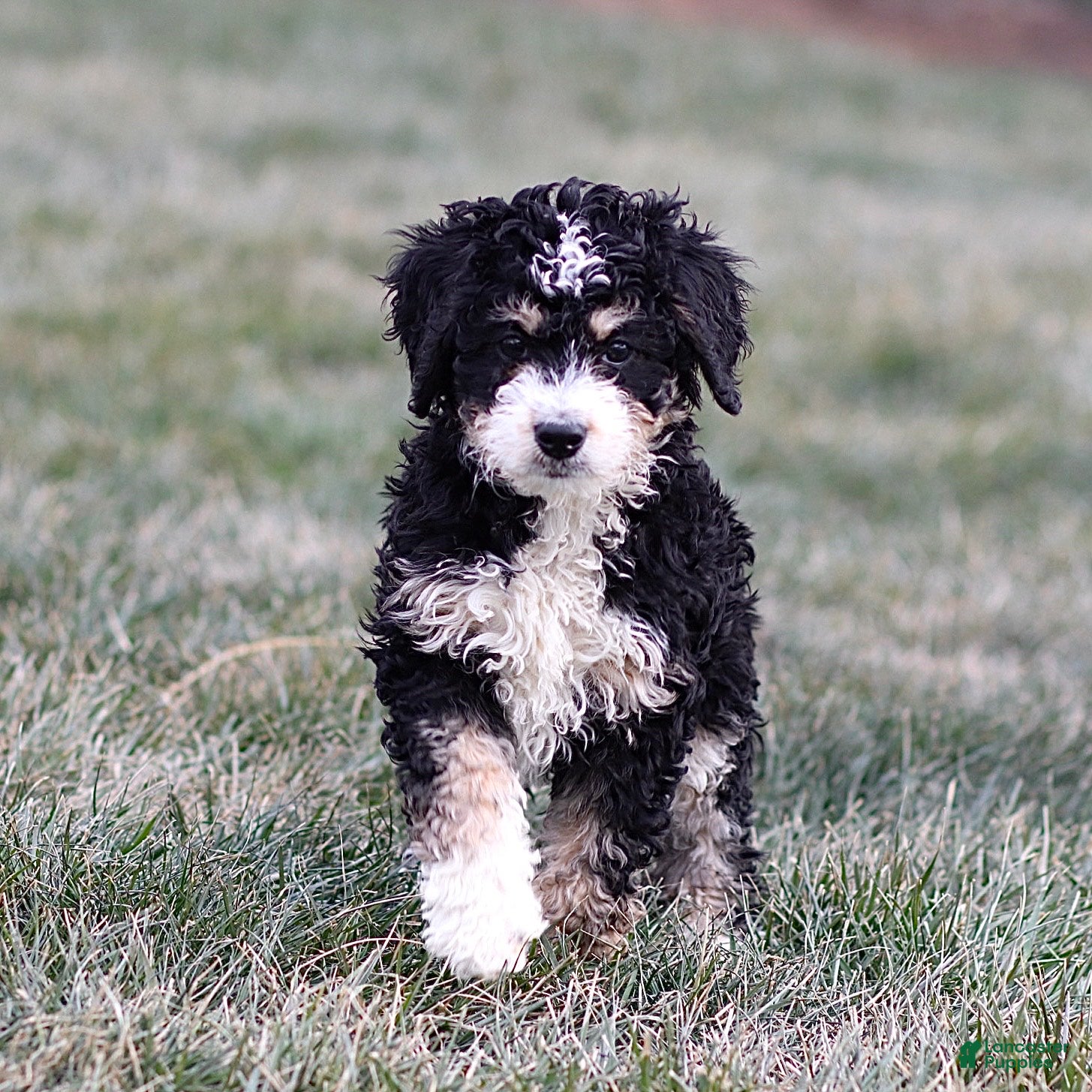Mini Bernedoodle dogs Hazel - Ad 2