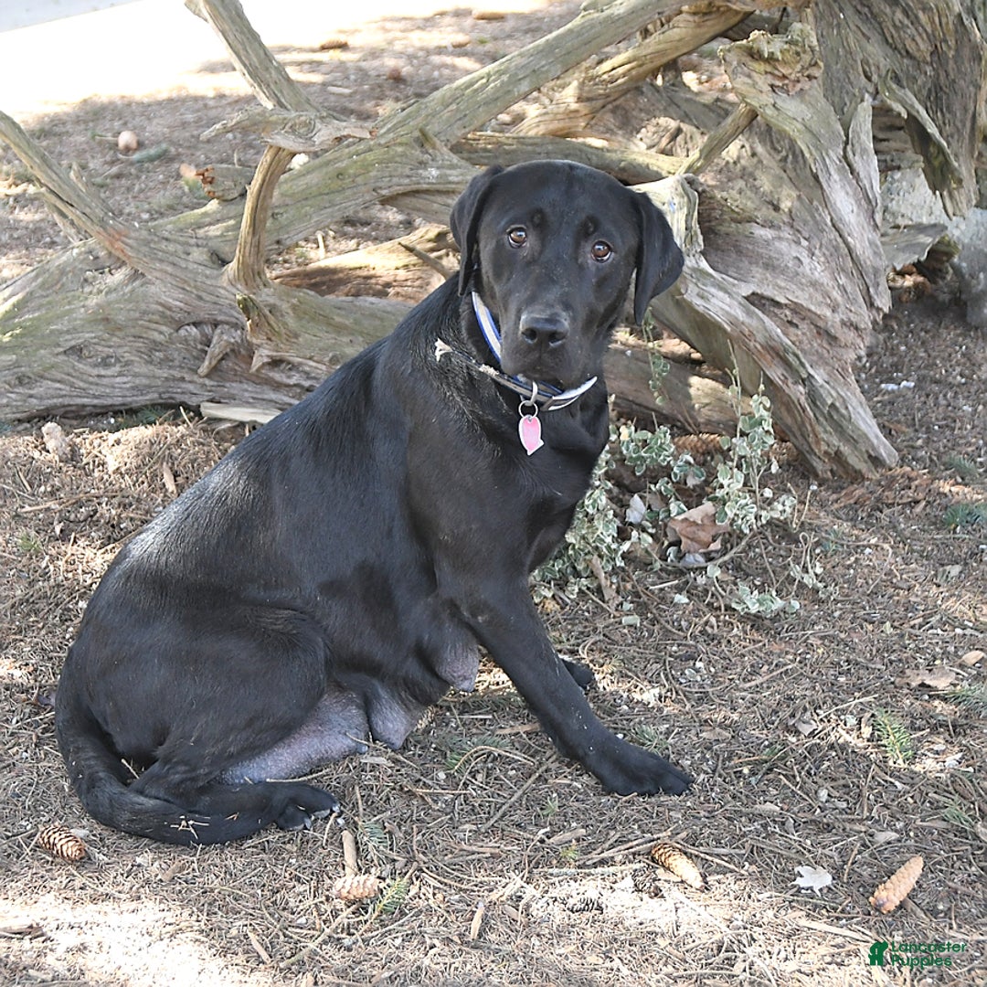 Labrador Retriever dogs for sale: Princess - Ad 10