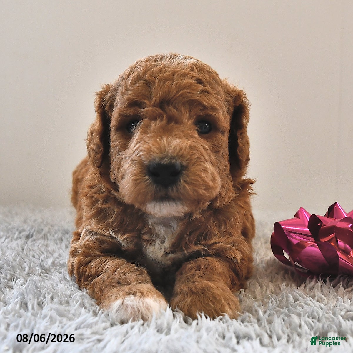Mini Goldendoodle dogs Luna  - Ad 1