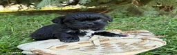 Shih Tzu dogs for sale: Oscar - Ad 3