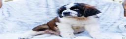 Saint Bernard dogs for sale: Cody - Ad 3