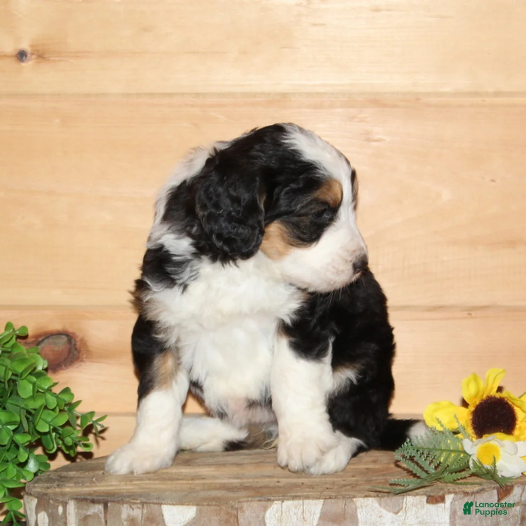 Bernedoodle dogs for sale: Purple - F1 - Ad 2