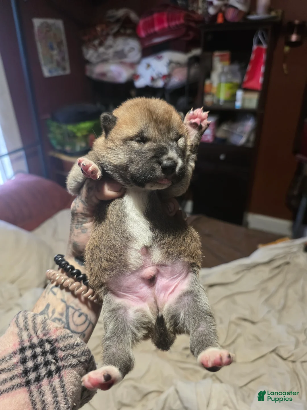 Shiba Inu dogs for sale: Shiba Inu Puppy 1 - Ad 2