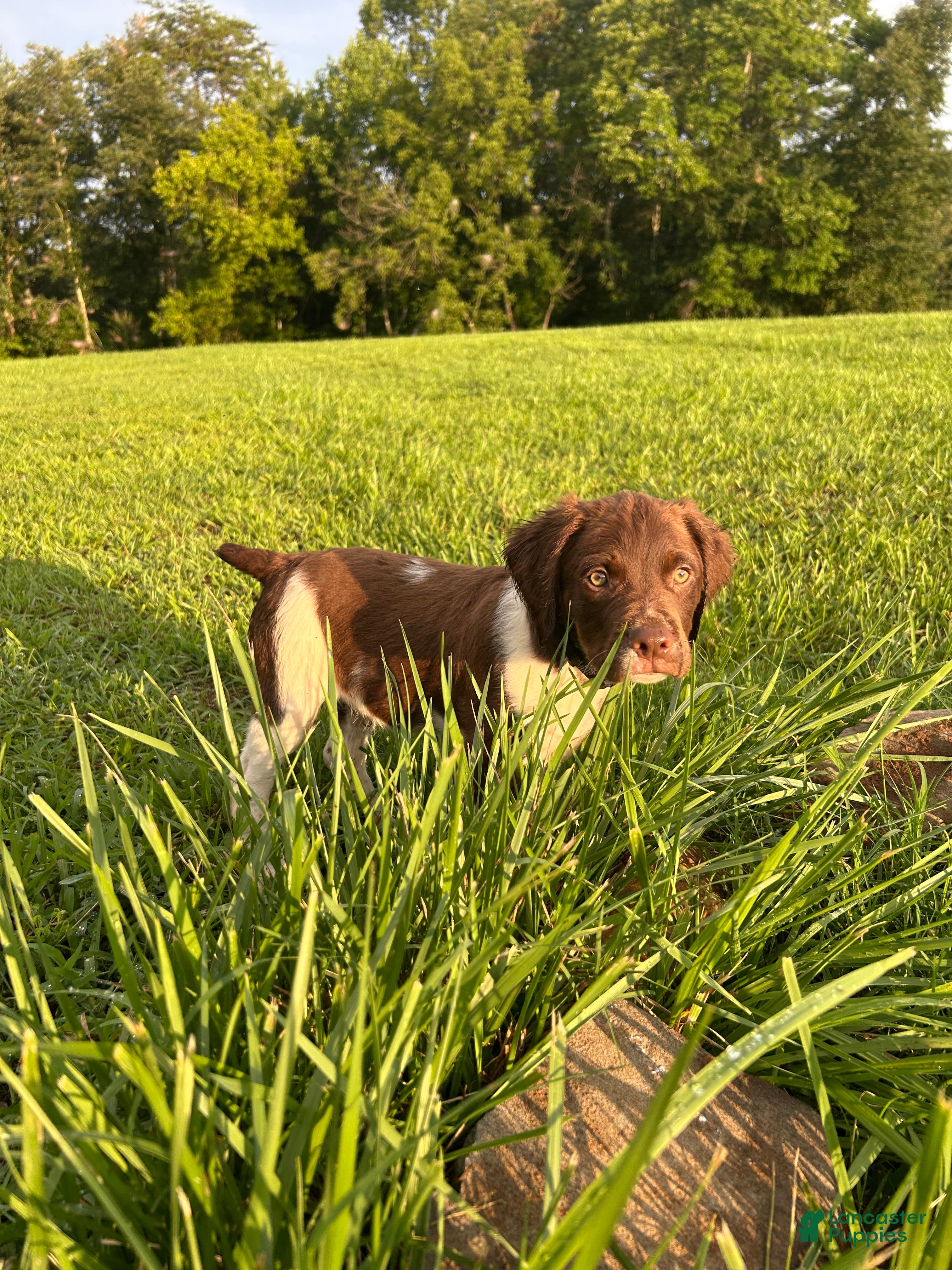 Brittany Spaniel dogs Brittany Spaniel 3 - Ad 14