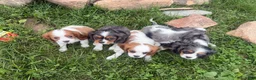 Cavalier King Charles Spaniel dogs for sale: Leah - Ad 16